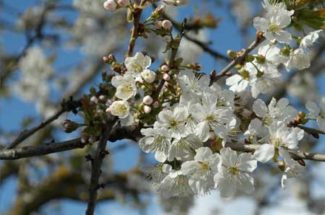 blossoms-branch