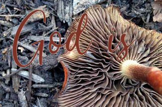 mushroom - image