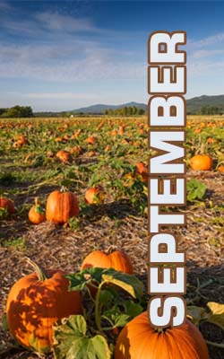 pumpkins harvest